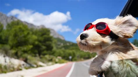 Wallpaper Dog, Funny, Cute, Travel, Wind, Happy, Animals | Dog wallpaper, Dog travel, Dog friends