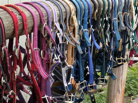 Free Equine Wellness Expo and Tack Sale June 26 at Safe Harbor Stables - - The Northwest Horse ...