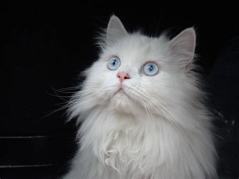 Free photo: Cat, Persian, White, Blue Eyes - Free Image on Pixabay - 623505