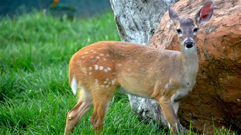 Venado Cola Blanca – Mamífero Nacional de Honduras – RedHonduras.com ...