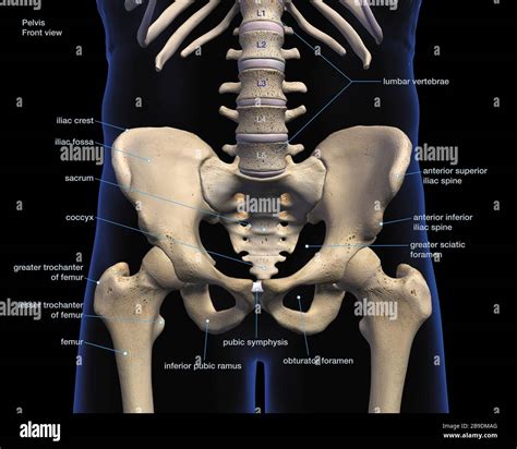 Pelvis Bone Diagram Labeled