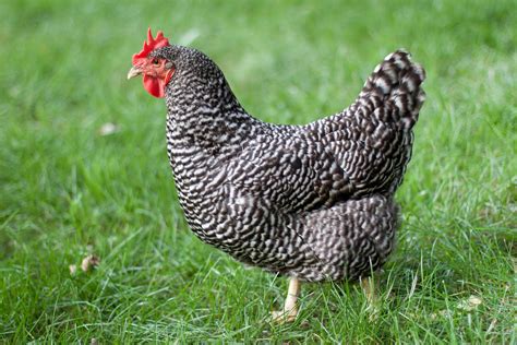 10 Most Productive Egg Laying Chickens - 300+ Eggs Per Year