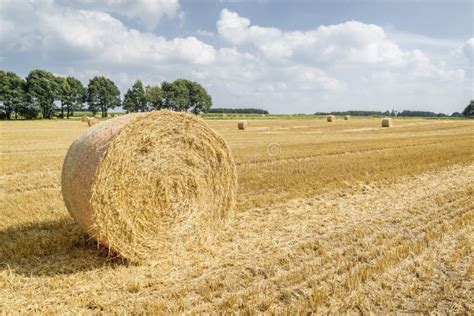 Wheat Field after Harvest with Round Straw Bales in the Meadow Stock Image - Image of farmland ...