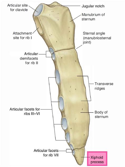 Protruding Xiphoid Process Surgery