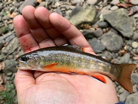 Freshwater: Native Brook Trout - The Fisherman