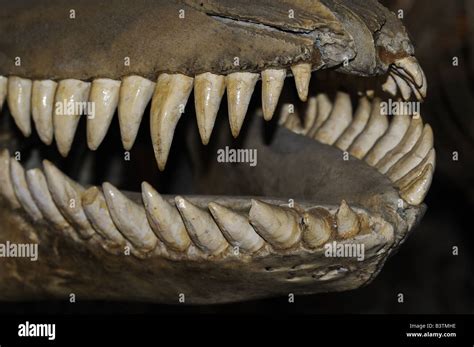 killer whale teeth pictures Seals antarctica