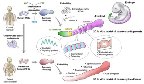 Graphical Summary of Findings [IMAGE] | EurekAlert! Science News Releases