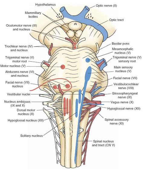 an image of the structure of the human neck and neck with labels on each side