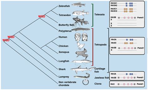 Evolutionary consideration about Htr2 genes. Species evolution has been... | Download Scientific ...