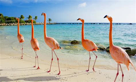 Aruba Beach Day | Aruba Shore Excursions | Caribbean Cruise Tours