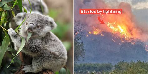 Koala Breeding Region In Australia Hit By Bushfire, Hundreds Feared Burnt Alive