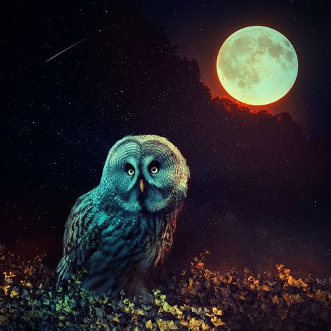 Mystic Owl Wallpapers | HD Wallpapers | ID #29346