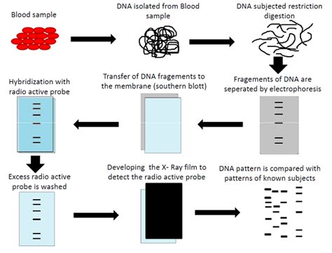 DNA Fingerprinting Procedure , Advantage & Application | Biology