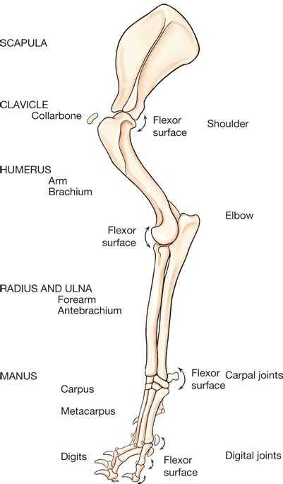 Dog Humerus