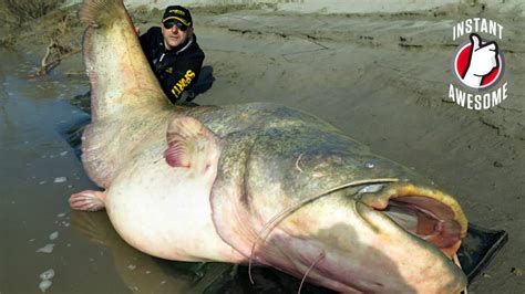 Italian fisherman Dino Ferrari catches impossibly large 280-pound catfish - ESPN