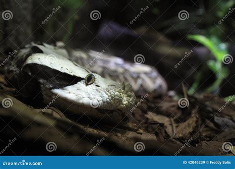 Gaboon viper stock image. Image of close, gaboon, venom - 42046239