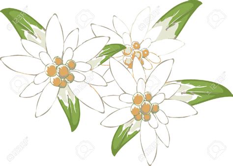 Edelweiss Drawing at GetDrawings | Free download