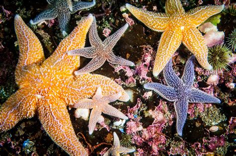 50 Types of Starfish With Pictures - Facts.net