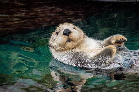 Sea Otter Swimming Underwater Drawing