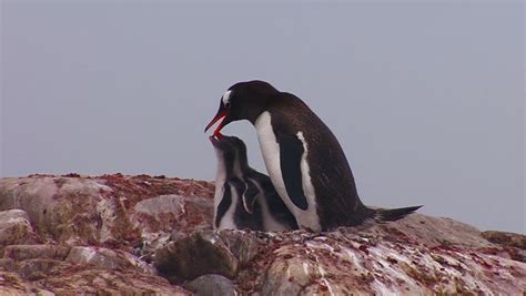 penguin mother feeds babies antarctica Stock Footage Video (100% Royalty-free) 4876682 ...