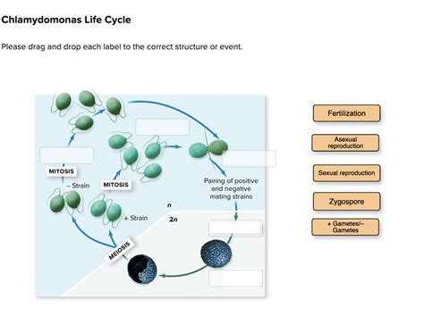 SOLVED: Chlamydomonas Life Cycle Please drag and drop each label to the correct structure or ...