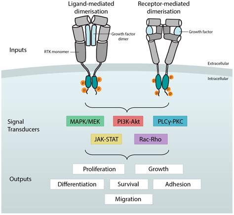 Receptor Tyrosine Kinase Structure