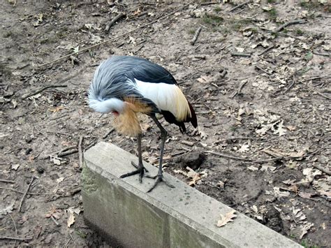 Africa-African Crowned Crane - ZooChat