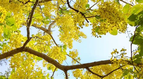 25 Yellow Flowering Trees and Shrubs For Your Garden