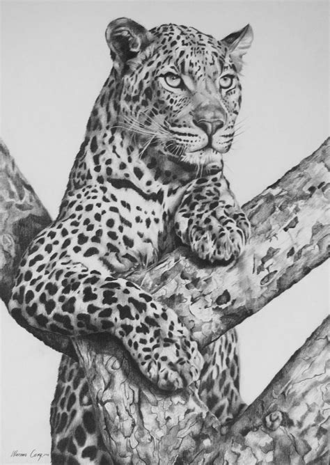 Leopard Hyper Realistic Pencil Drawing By Prabath Zoysa ...