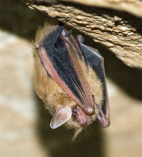 Bats in Caves (U.S. National Park Service)