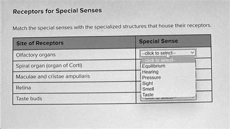 SOLVED: Receptors for Special Senses Match the special senses with the specialized structures ...