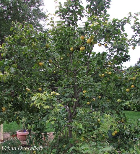 Asian Pear: The Unsung Fruit Tree • Urban Overalls