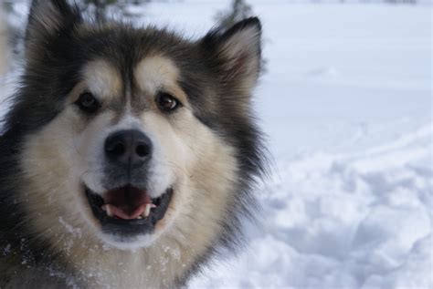 Alaskan Malamute Information - Dog Breeds at thepetowners