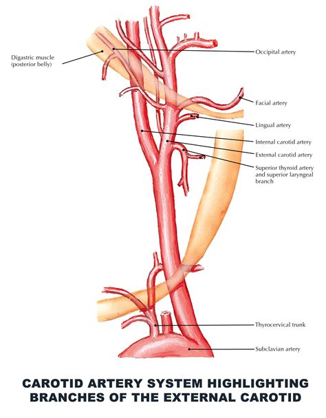 Anatomy Of Carotid Artery - ANATOMY