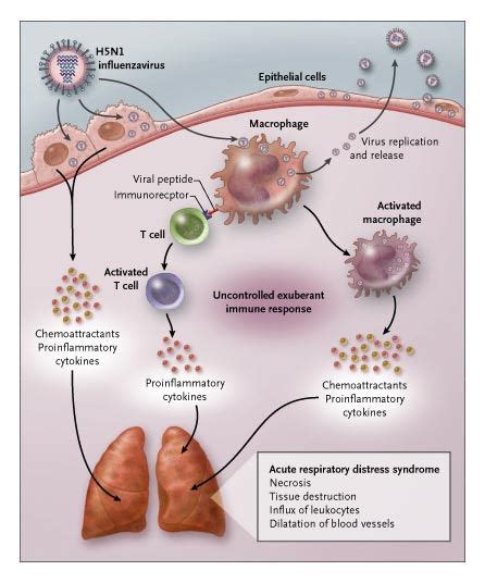 What is the Difference Between Cytokines and Interleukins - Pediaa.Com