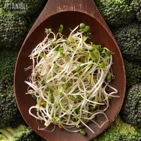 Broccoli Sprouts: How to Grow them for Fresh Greens Year Round