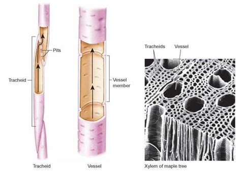 FIGURE 22.6. Xylem