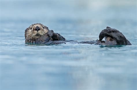 Otterly valuable: Moving beyond the clipboard to support conservation ...