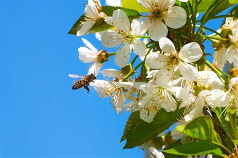 Honey Bee, Pollination Process Stock Image - Image of color, honeybee: 180648887