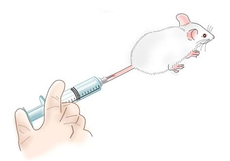 Intravenous Injection Diagram