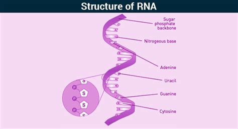 RNA - Structure of RNA | Types of RNA | Functions of RNA | Byju's