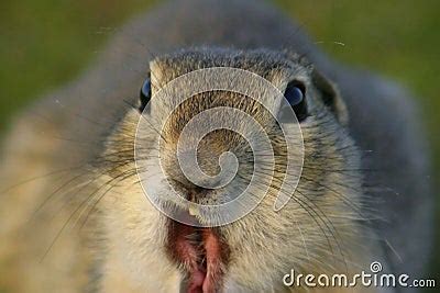 Funny Gopher Face Stock Photography - Image: 612532