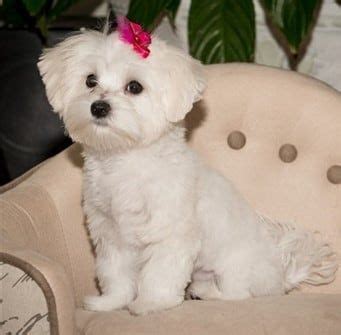 Maltese Common Health Issues and Breed Specific Conditions