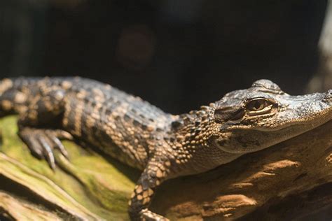 Baby Alligator Hatching Is a Mesmerizing Thing of Beauty