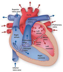 Heart Anatomy – In the world of anatomy