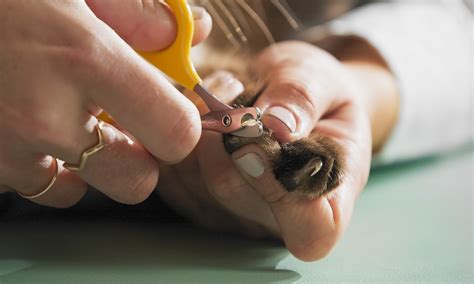 How to Trim Cat Nails: Step-by-Step Tips From a Pro | BeChewy