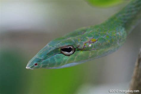 Photos: green vine snake