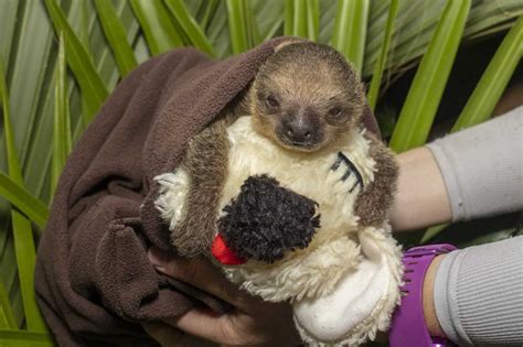 Baby Sloth Hugging Stuffed Animal