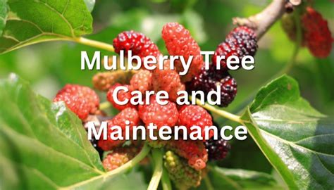 Mulberry Tree Care and Maintenance: Complete Growing Guide