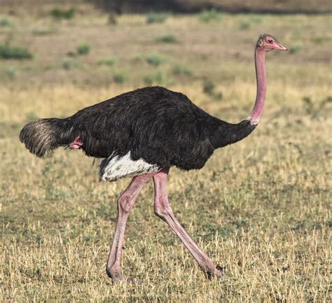 Common Ostrich - Owen Deutsch Photography